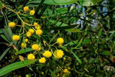 Akasya 'nın çiçek açan dalları mimoza satıyor. 