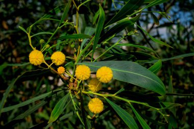 Akasya 'nın çiçek açan dalları mimoza satıyor. 