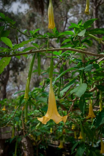 Anielskie Trąbki Brugmansia Versicolor Grenada — Zdjęcie stockowe