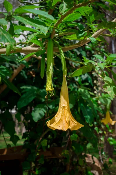 Σάλπιγγες Αγγέλου Brugmansia Versicolor Γρενάδα — Φωτογραφία Αρχείου