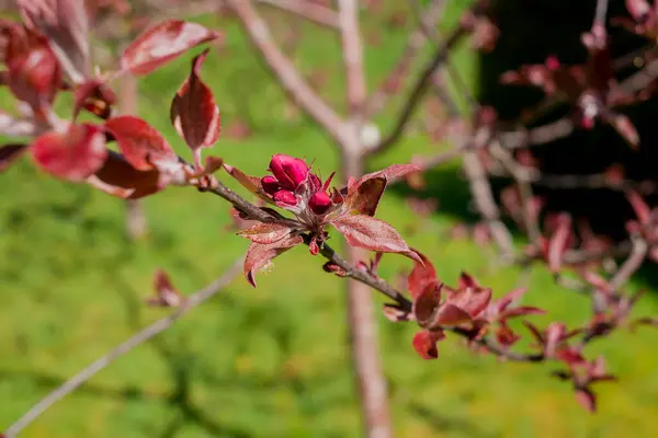 stock image Apple blossom on apple tree. Close-up.