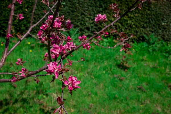 Kwiat Jabłoni Jabłoni Zbliżenie — Zdjęcie stockowe
