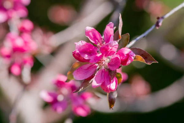 stock image Apple blossom on apple tree. Close-up.