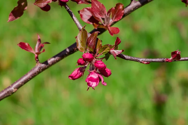 stock image Apple blossom on apple tree. Close-up.