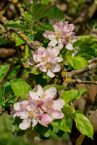 Apple Blossom Apple Tree Close — Stock Photo, Image