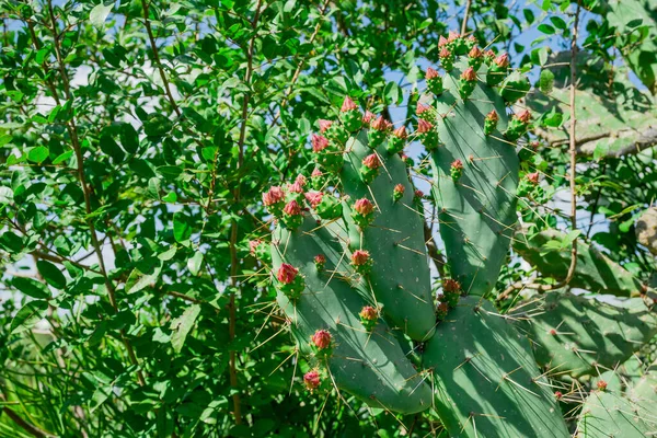 Barbary Fig Plant Indian Fig Opuntia Spineless Cactus — 스톡 사진