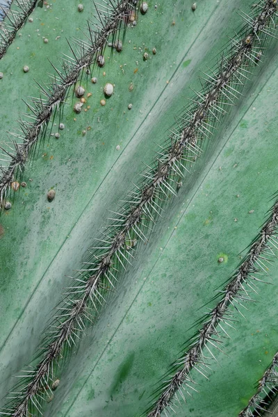 Barbári Fügefa Növény Indiai Füge Opuntia Gerinctelen Kaktusz — Stock Fotó