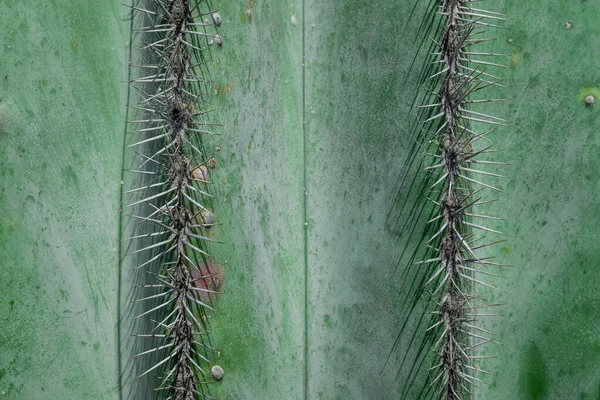 Planta Higuera Berbería Higo Indio Opuntia Cactus Sin Espinas — Foto de Stock