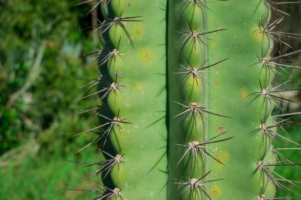 Barbari Fikonväxt Indisk Fig Opuntia Ryggradslös Kaktus — Stockfoto