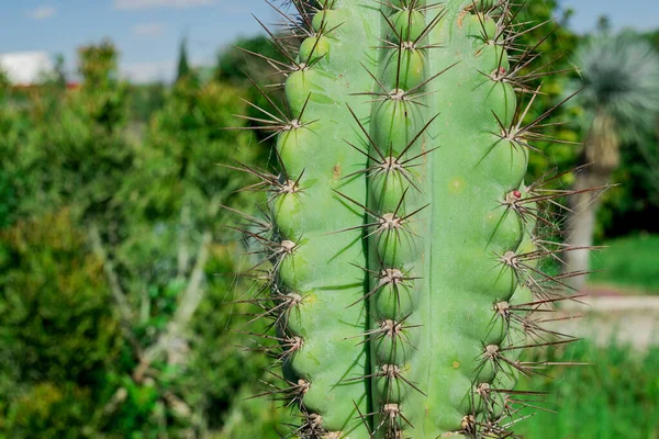 Barbary Fig Plant Figa Indyjska Opuntia Kaktusy Bez Kręgosłupa — Zdjęcie stockowe
