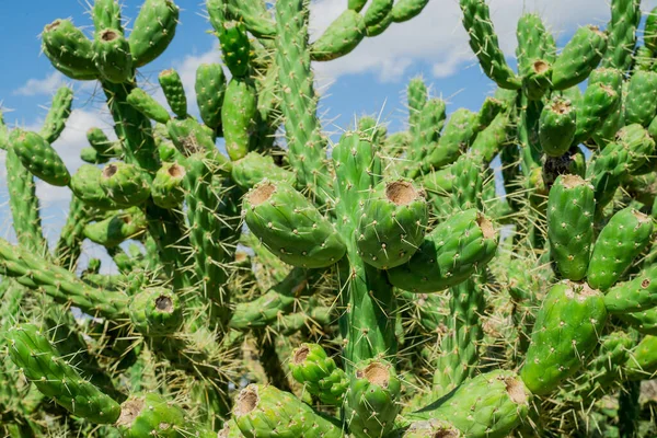 Planta Higuera Berbería Higo Indio Opuntia Cactus Sin Espinas —  Fotos de Stock