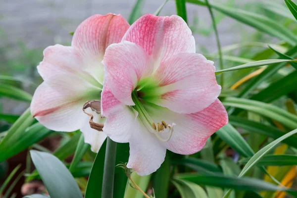 Schöne Blüten Der Weißen Amaryllis Blume — Stockfoto