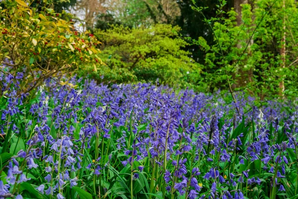 Bluebells English Woodland — Stock Photo, Image