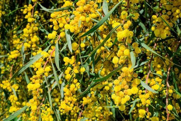 Ramos Floração Acacia Dealbata Mimosa — Fotografia de Stock
