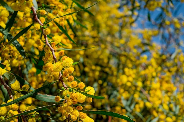 Ветви Цветущей Acacia Dealbata Mimosa — стоковое фото