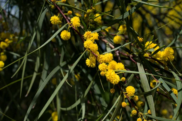 Branches Flowering Acacia Dealbata Mimosa — Stock Photo, Image