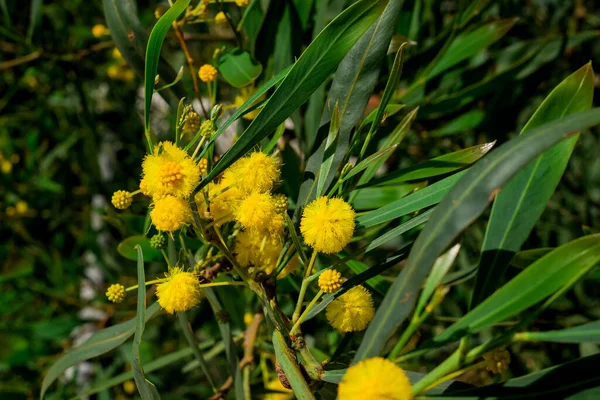 Ветви Цветущей Acacia Dealbata Mimosa — стоковое фото