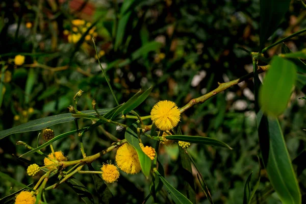 Virágzó Akác Dealbata Mimosa Ágak — Stock Fotó