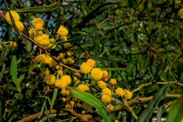 Filialer Blommande Acacia Dealbata Mimosa — Stockfoto