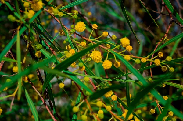 Virágzó Akác Dealbata Mimosa Ágak — Stock Fotó