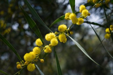 Akasya 'nın çiçek açan dalları mimoza satıyor. 