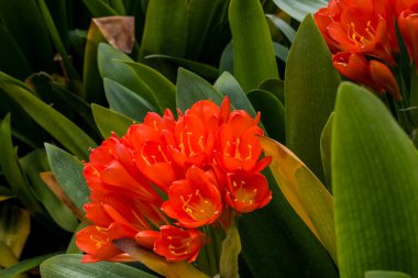 Bush lily (clivia miniata) çiçek, doğal arka plan 