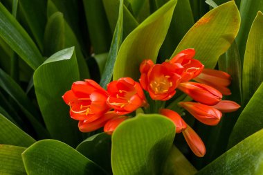 Bush lily (clivia miniata) çiçek, doğal arka plan 