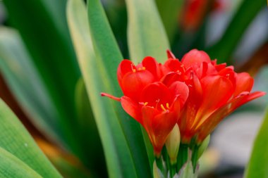 Bush lily (clivia miniata) çiçek, doğal arka plan 