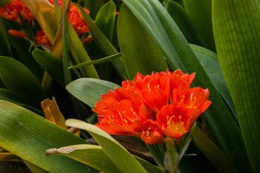 Bush lily (clivia miniata) çiçek, doğal arka plan 