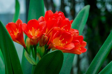 Bush lily (clivia miniata) çiçek, doğal arka plan 