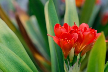 Bush lily (clivia miniata) çiçek, doğal arka plan 