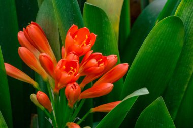 Bush lily (clivia miniata) çiçek, doğal arka plan 