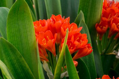 Bush lily (clivia miniata) çiçek, doğal arka plan 