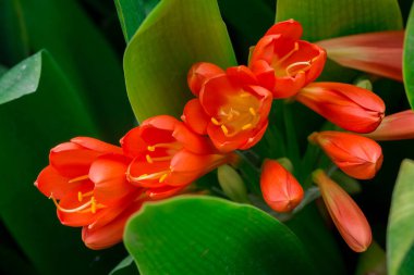 Bush lily (clivia miniata) çiçek, doğal arka plan 