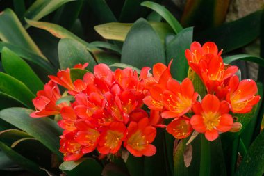 Bush lily (clivia miniata) çiçek, doğal arka plan 