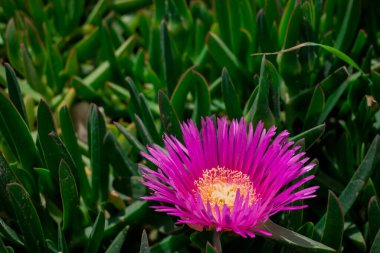 Carpobrotus edulis hottentot-incir çiçeği
