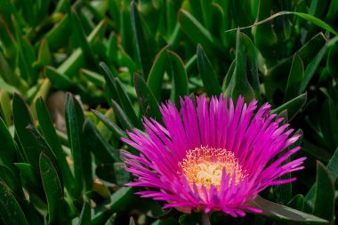 Carpobrotus edulis hottentot-incir çiçeği