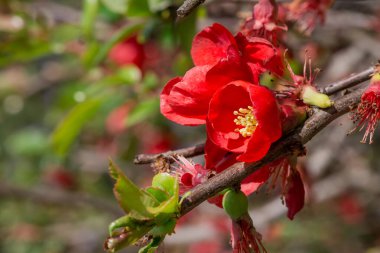 Çin aygırı Chaenomeles speciosa çiçekli bir çalı