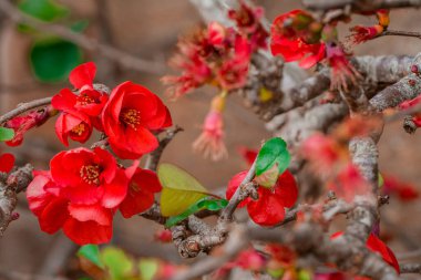 Çin aygırı Chaenomeles speciosa çiçekli bir çalı