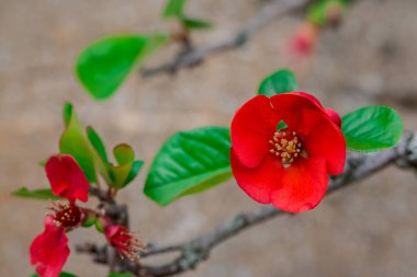 Çin aygırı Chaenomeles speciosa çiçekli bir çalı