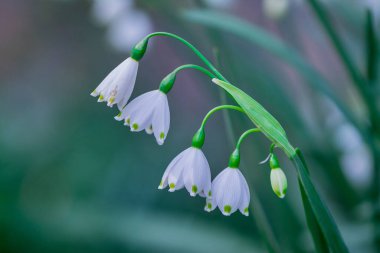 Güneşli bir günde kar damlalarına yakın.