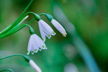 Güneşli bir günde kar damlalarına yakın.
