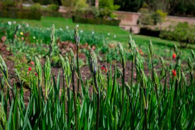Güneşli bir günde kar damlalarına yakın.
