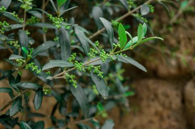 Baharda çiçekler ile zeytin dalı, yakın çekim 