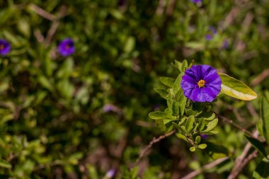 Sarı Solanum rantonnetii ile mor çiçeğe yakın çekim  