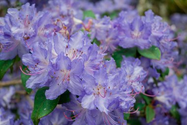 Açık pembe rhododendron fırçası.