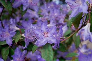 Açık pembe rhododendron fırçası.