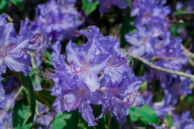 Açık pembe rhododendron fırçası.