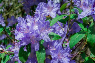 Açık pembe rhododendron fırçası.
