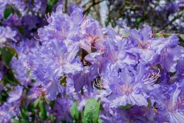 Açık pembe rhododendron fırçası.